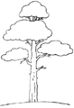 Dibuja un árbol de pino